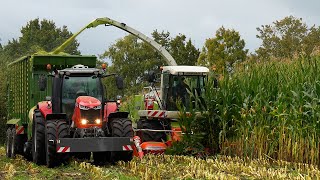 Mais 2024🌽 Claas  Massey Ferguson  Valtra  Fendt  De Bieshorst Halle  Mais hakselen [upl. by Htenek]