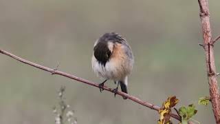 Stonechat Saxicola rubicola Saltimpalo [upl. by Anerat]