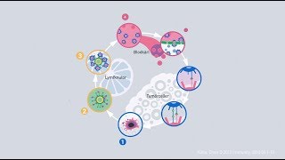 En beskrivning av hur immunförsvaret bekämpar cancer [upl. by Llebiram]