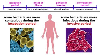 Bacterial Infections in Humans [upl. by Anelac]