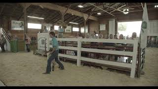 2024 Whitley County IN 4H Fair Auction [upl. by Hahcim504]