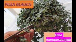 PILEA GLAUCA PLANT CARE Cara memperbanyak pilea glauca [upl. by Dlorrej]