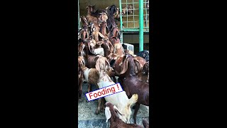 Final meal of the day for Goats  Shokher Khamar  Goat farm [upl. by Adnoyek]