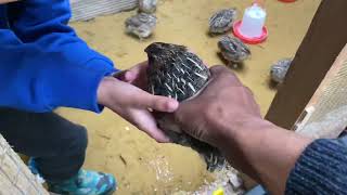 First time trying to keep quails for eggs and chicks [upl. by Ellah]