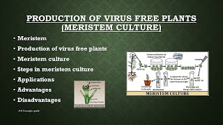 Production of virus free plants  Meristem Culture  Plant tissue culture  AZ concepts guide [upl. by Naitsirt]