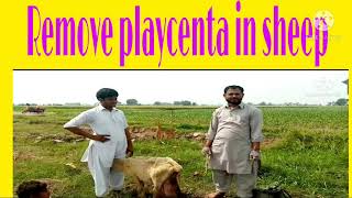 Remove playcenta in sheep [upl. by Darren]