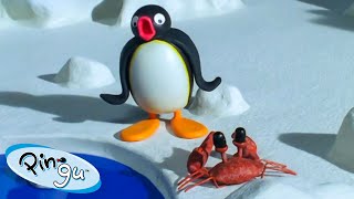 Pingu and the School Pet 🐧  Pingu  Official Channel  Cartoons For Kids [upl. by Ttenaj]