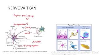 Tkáně IV Nervová tkáň [upl. by Hertzog772]