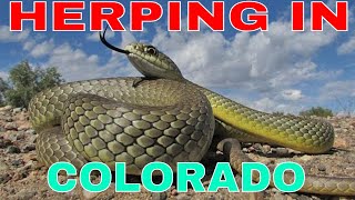 Herping in Colorado  Snakes [upl. by Ettevol]