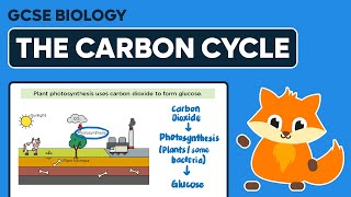 The Carbon Cycle  GCSE Biology [upl. by Stryker]