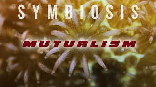 Symbiosis Mutualism [upl. by Rentsch]