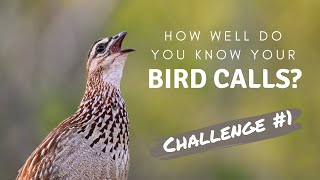 How well do you know your Southern African bird calls  Challenge no1 [upl. by Tare]