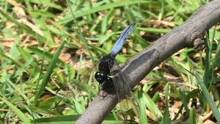 Black headed Skimmer 5 [upl. by Boylston]