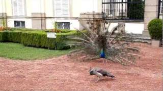 Peacock mating  Páření pávů [upl. by Gimpel]