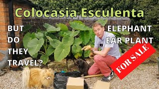 Colocasia Esculenta  Elephant Ear Plant  Taro  Exotic Tropical Garden [upl. by Bradwell]