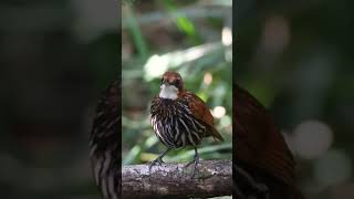 Falcated wrenbabbler Ptilocichla falcata [upl. by Saberio]