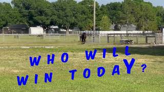 Furry Friends Race Day  🐴 horse puppy basset dog [upl. by Gerkman199]