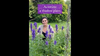 Aconite  A Shadow Plant [upl. by Hayikaz]