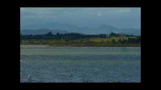 FLAMANDS ROSES CANET EN ROUSSILLON [upl. by Heloise297]