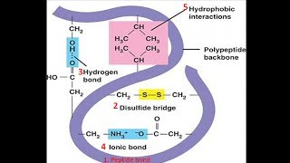 Bonds in Protein Structure  Biomolecules  Biochemistry biologyexams4u [upl. by Ilarin35]