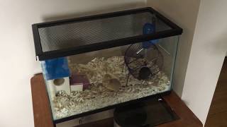 Setting up my Gerbil cage [upl. by Yaj]