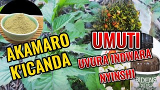 AKAMARO KICANDA KU MAGARA YACU  UMUTI UVURA INDWARA NYINSHI IGITIGU AMARA INKORORA YAKANIRA [upl. by Laurita]