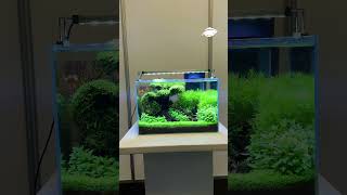 Selbst die kleinsten Aquarien bringen ein Stück Natur ins Wohnzimmer [upl. by Yleoj]