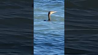 Cormorant fishing [upl. by Kunz751]