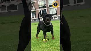 Rottweiler vs Cane Corso Hangisi daha güçlü [upl. by Bethel575]