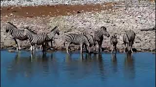 Burchells zebras Okaukuejo Resort Waterhole Namibia Link in description [upl. by Dnomsaj804]