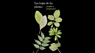 ¿Sabes cuántos tipos de hojas tienen las plantas [upl. by Art651]