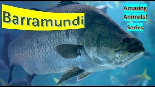 Barramundi facts 🐟 Asian Sea Bass 🎣 [upl. by Siri]