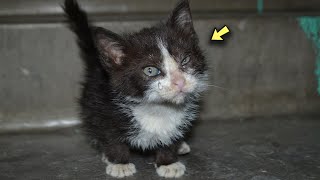 Fragile Kitten Guides Rescuer to Farm Where 60 Sad Cats Lived [upl. by Lorita]