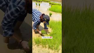 Naati Pani 🌾 fieldwork paddyfarming youtube youtubeshorts shorts kodagu [upl. by Baseler481]