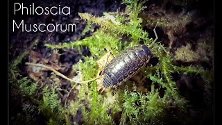 All About The Philoscia muscorum  Striped Woodlouse  Terrestrial Isopod  common fast woodlouse [upl. by Virnelli]