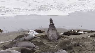 Piedras Blancas Elephant Seal Rookery  San Simeon CA [upl. by Aliemaj663]