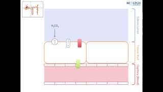 The Kidneys Role in Acid Base Balance [upl. by Lupiv]