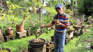 Tropical bonsai trees for beginners [upl. by Ybreh59]