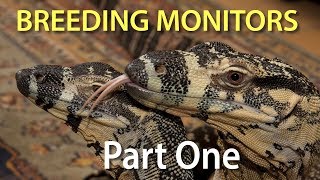 Breeding monitor lizards in captivity Part One Introduction to the series [upl. by Aronos6]