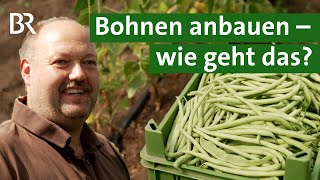 Grüne Bohnen anbauen Vier Bohnensorten aus dem Gewächshaus  Stangenbohnen  Unser Land  BR [upl. by Lincoln]