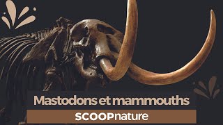 Mastodonte ou mammouth [upl. by Sherline763]