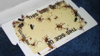 How To Make A Homemade Spider Trap [upl. by Ayk]