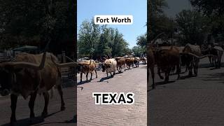 Fort Worth Stockyards [upl. by Suirad]