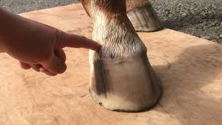 Checking for early indicators of laminitis before lameness occurs [upl. by Ennoryt]