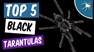 Top 5 Black Tarantulas [upl. by Etta877]