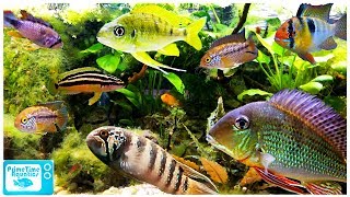 15 Great Cichlids for Planted Aquariums [upl. by Xymenes]