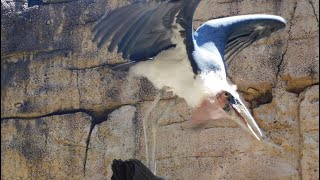 Marabou stork at Disneys animal kingdom bird show [upl. by Anaiq]