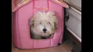 Very funny 5 month Coton De Tulear puppy [upl. by Sokim]