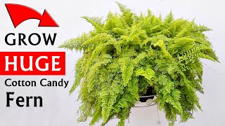 HOW DO I Grow MASSIVE Cotton Candy FERN [upl. by Adlev149]