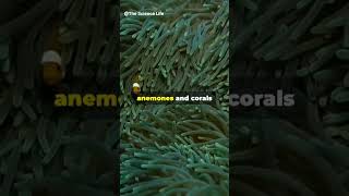 Sea Anemones and Corals underwater seaanemone coral shorts youtubeshorts [upl. by Edgell]